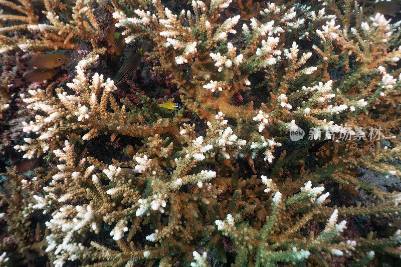 水下极度濒危物种鹿角珊瑚(Acropora cervicornis)特写